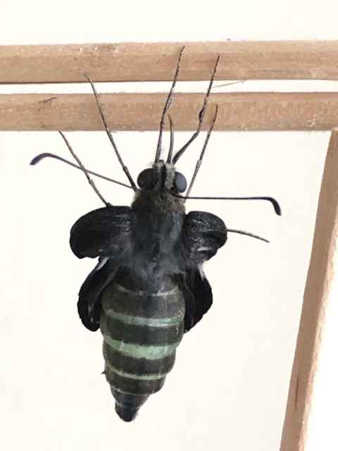 アオスジアゲハ羽化不全体