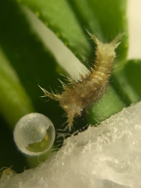 孵化直後のクロアゲハ1齢幼虫