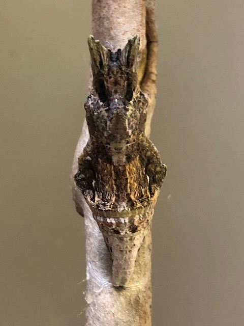 クロアゲハの蛹