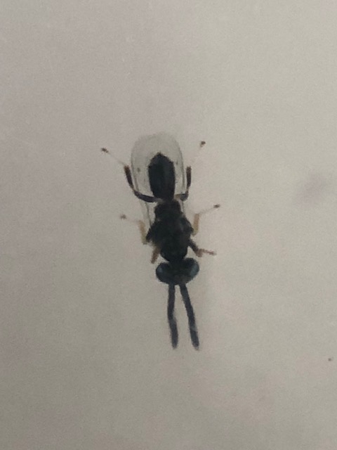 タマゴコバチ成虫