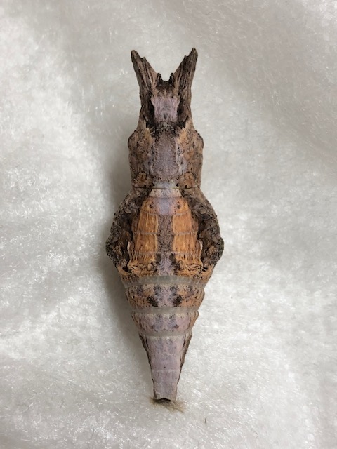 クロアゲハの蛹