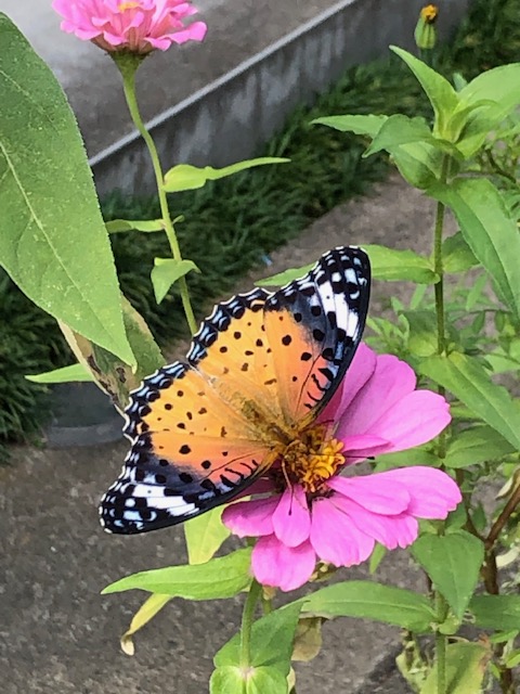 コスモスの蜜を吸っているツマグロヒョウモン蝶メス