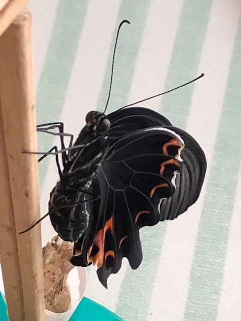 羽化したクロアゲハ蝶メス