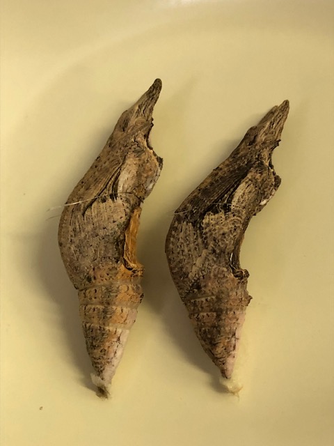 クロアゲハの蛹2匹