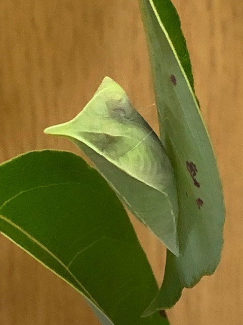 羽化が近いアオスジアゲハの蛹