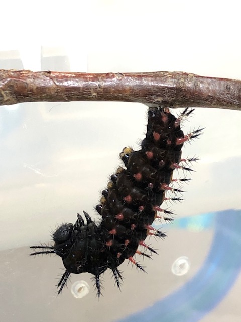 ツマグロヒョウモン前蛹