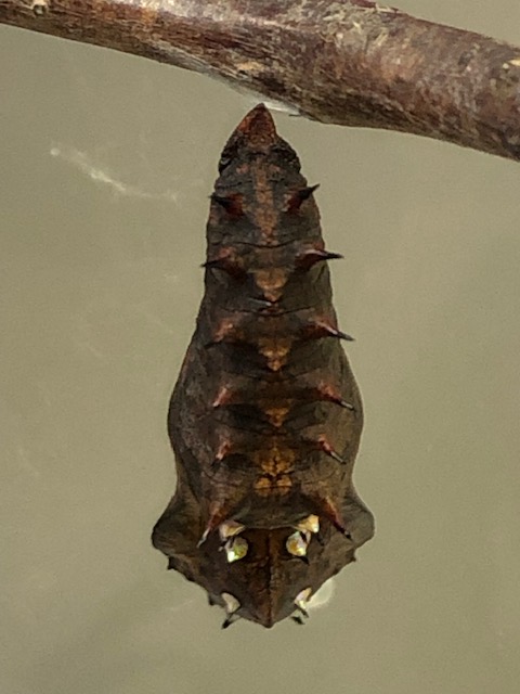 ツマグロヒョウモン蛹