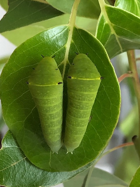 2匹くっついて並んでいるアオスジアゲハの幼虫