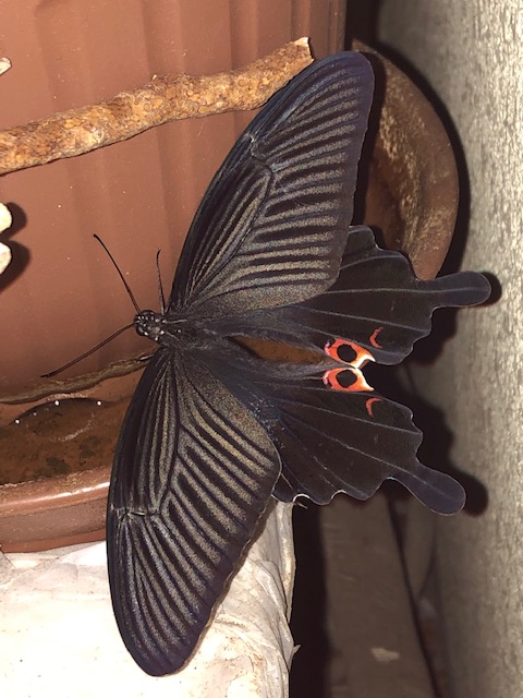 ベランダのクロアゲハ成虫