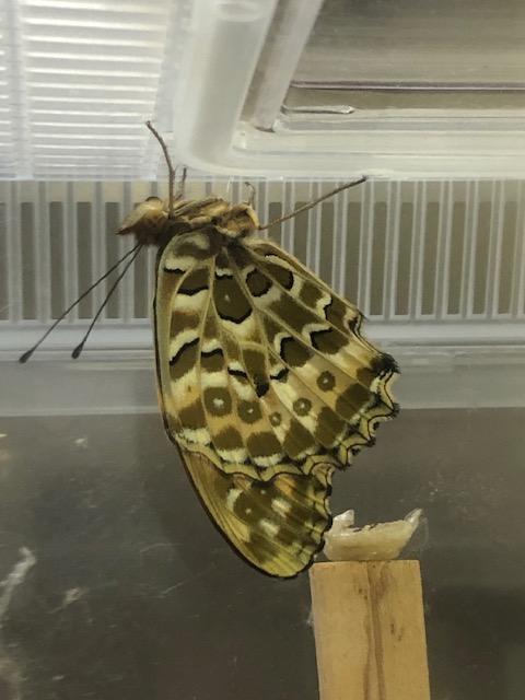 羽化したツマグロヒョウモン