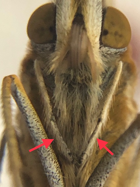 ツマグロヒョウモン成虫の退化した前脚