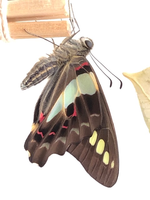 アオスジアゲハ