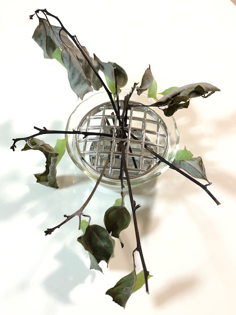 アオスジアゲハの越冬蛹