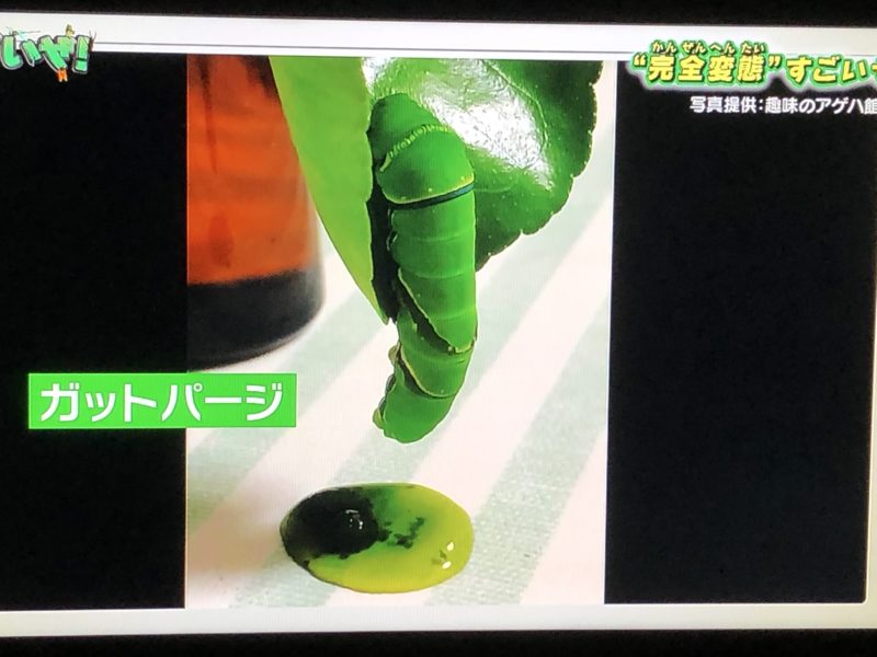 「昆虫すごいぜ！」に採用されたガットパージの画像