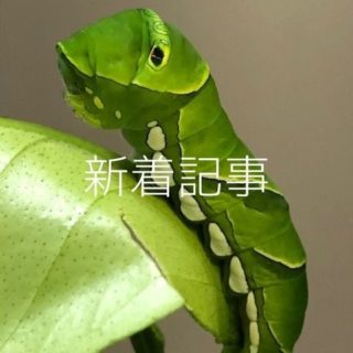 趣味のアゲハ館おすすめカード_アゲハチョウ終齢幼虫