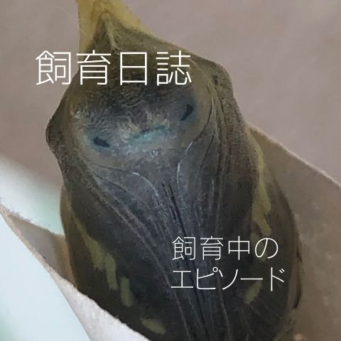 趣味のアゲハ館・飼育日誌