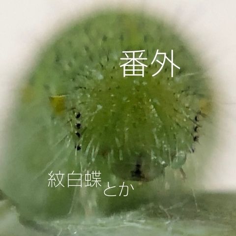 趣味のアゲハ館・番外