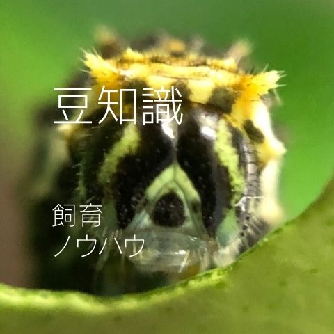 趣味のアゲハ館・豆知識