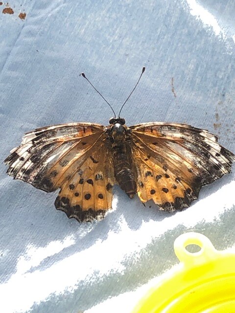 日向ぼっこするツマグロヒョウモン成虫メス