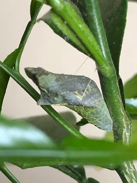 羽化目前のナミアゲハ蛹