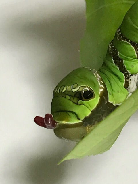 臭角を出すクロアゲハの終齢幼虫