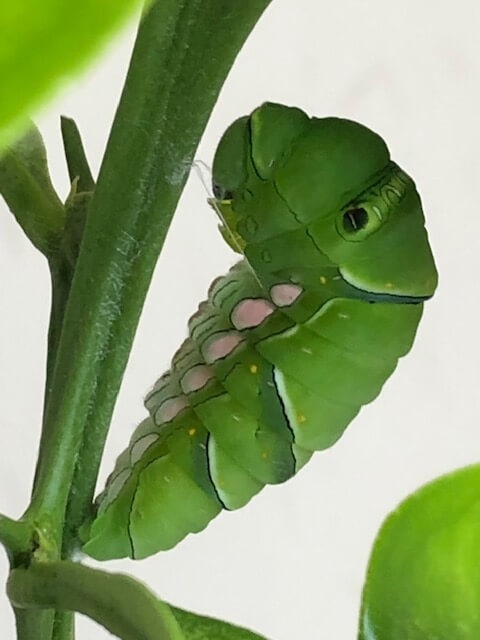 アゲハチョウの前蛹