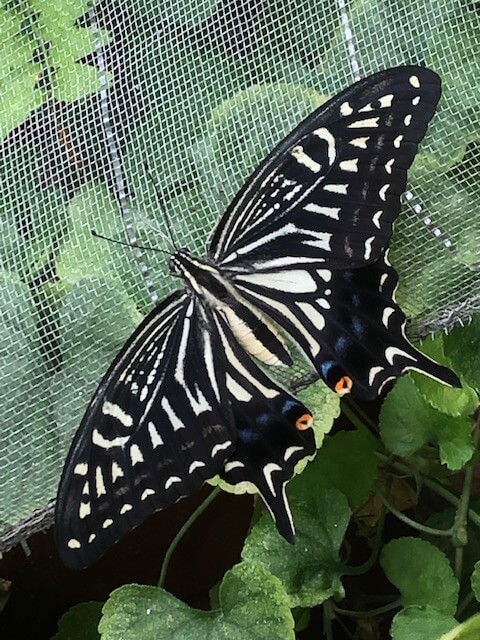 ネットにとまったアゲハ蝶