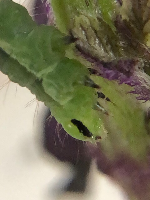 タマナギンウワバの幼虫