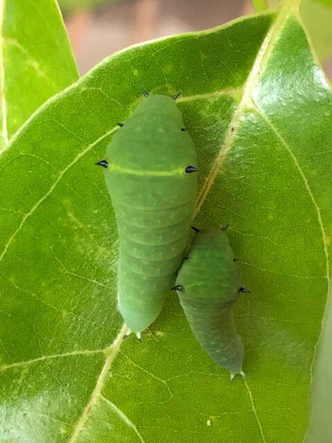 寄り添うアオスジアゲハの幼虫