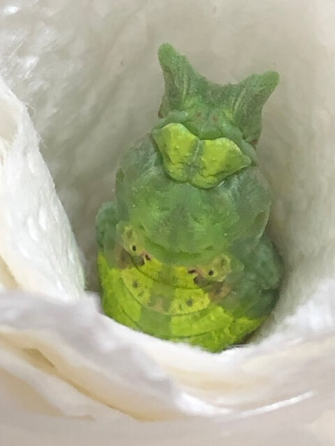 コーンで脱皮したクロアゲハの蛹