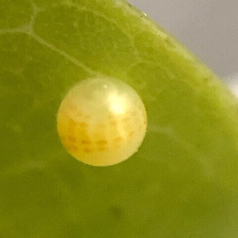 アゲハチョウの卵