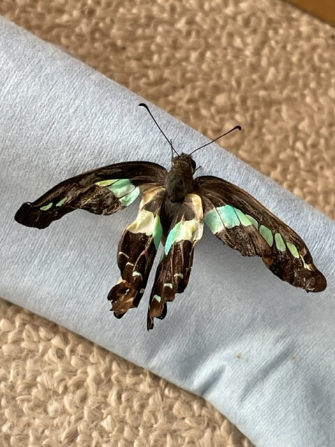 アオスジアゲハ羽化不全体