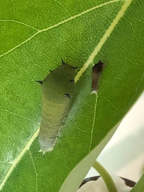 アオスジアゲハ2齢幼虫と4齢幼虫