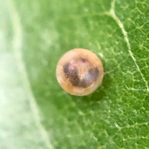 孵化が近いアゲハチョウの卵