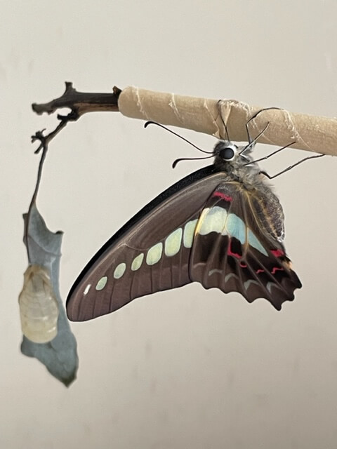 羽化したアオスジアゲハ