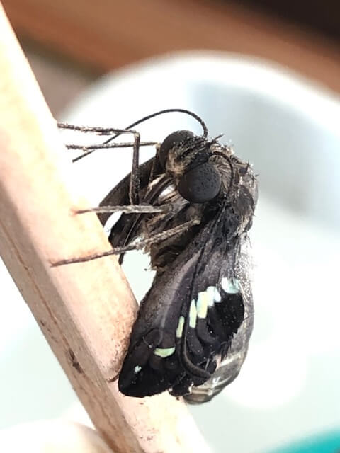 アオスジアゲハ羽化不全体