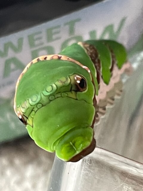 クロアゲハ終齢幼虫