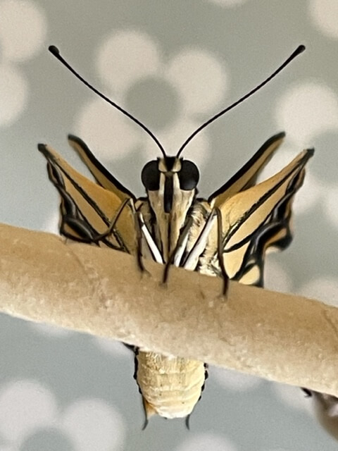 アゲハチョウ成虫