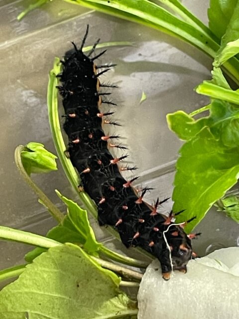 ツマグロヒョウモン終齢幼虫