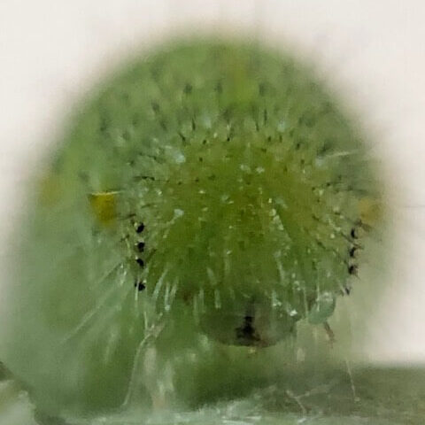 モンシロチョウ幼虫頭部拡大写真