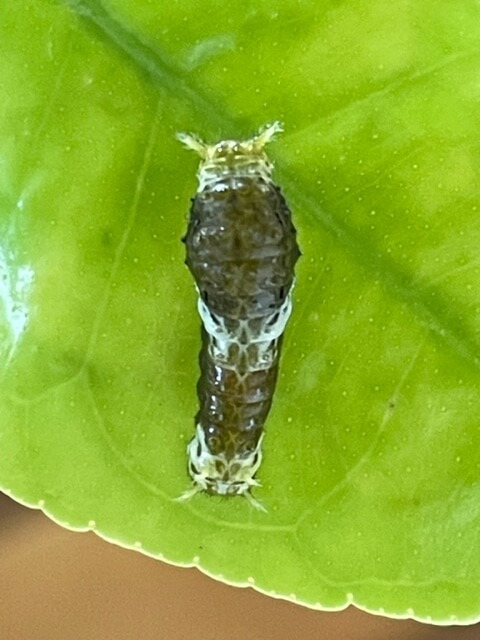 ナガサキアゲハ3齢幼虫