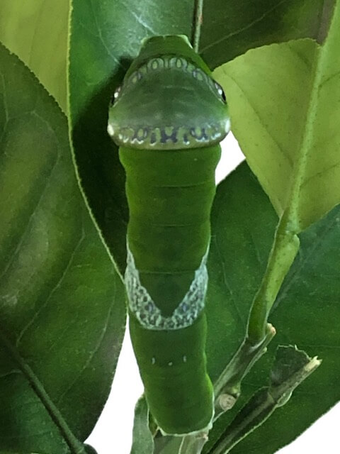 ナガサキアゲハ終齢幼虫