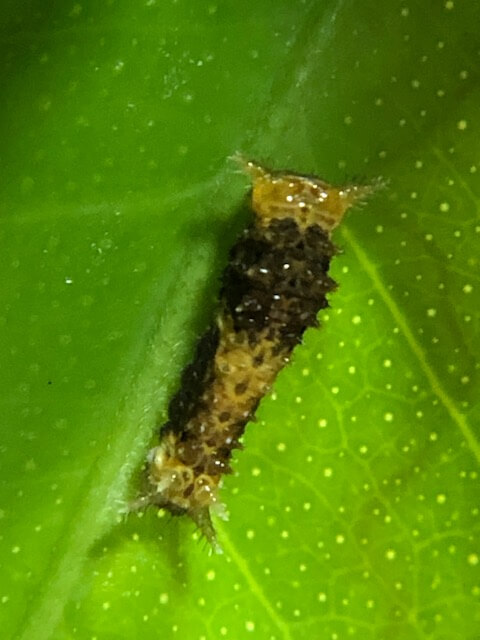 クロアゲハ2齢幼虫