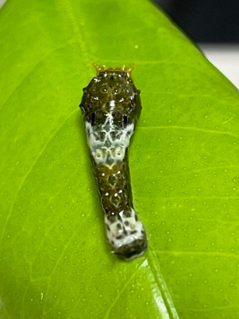 クロアゲハ3齢幼虫