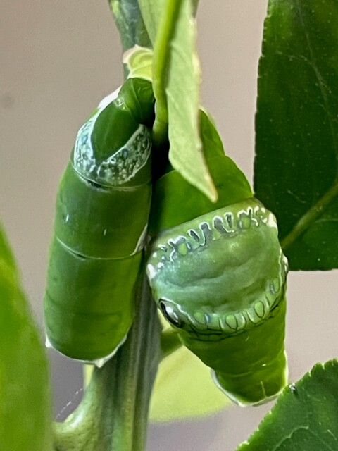 折れたナガサキアゲハの終齢幼虫