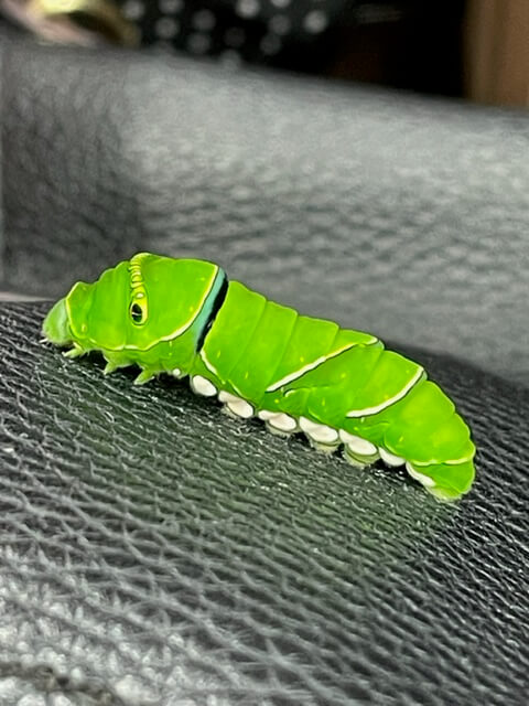 脱走したナミアゲハの終齢幼虫