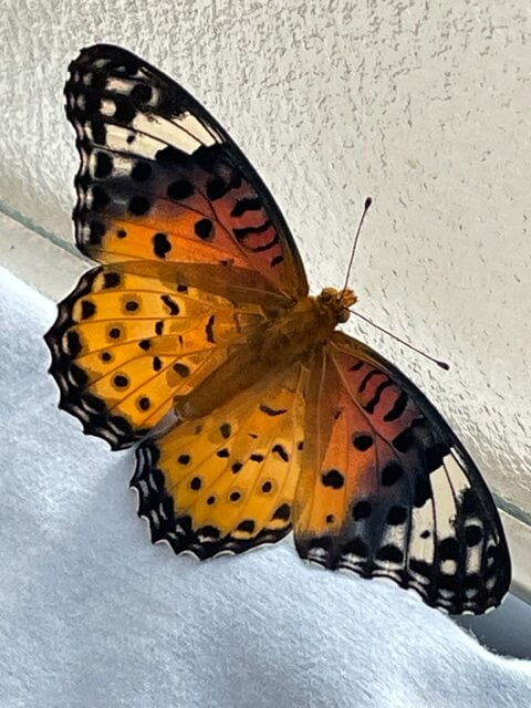 ツマグロヒョウモン成虫メス