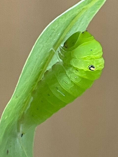 アオスジアゲハの前蛹