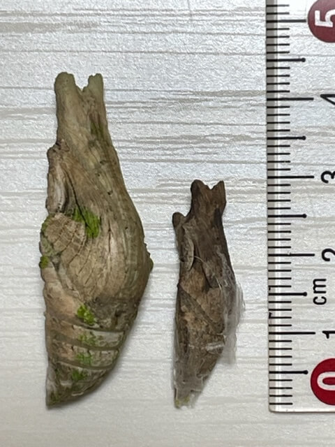 蛹の全長計測ナガサキアゲハとナミアゲハ