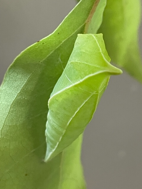 アオスジアゲハ蛹